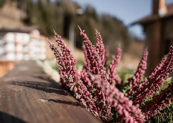 Daire Ciasa Delfa - Dolomiti
